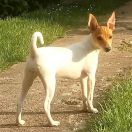 IGA z Grodu Kopernika