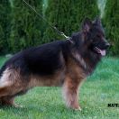 FOX Gold Union (FCI)-REPRODUKTOR