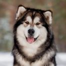 Sumerechnyy Volk Werewolf From Quileute