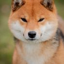 Bachata de Templo Amatsu Kami