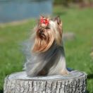 RAINBOW BUTTERFLY Indorado FCI