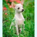 CANDY MOUSSE KIEVSKIY BEST