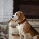 KOKO British Guardians