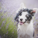 R' ZOMO Forest Land Chilabo