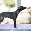 JALAPENO Paka Czworaka