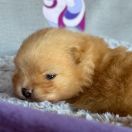 CHICKEN NUGGET the Scarlet Hill