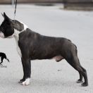 ABSOLUTELY CHARMING ALEX KHARKOV STYLE