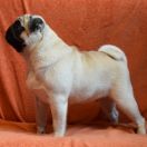 JAGNA z Północnej Polany