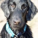 U JESSE PINKMAN z BasiSfory