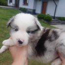 Desperados Jodłowy Border