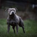 Valhalla Sama Słodycz