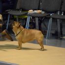 Mł.Ch.Pl,Ch.Pl MERY - LU Ameba FCI