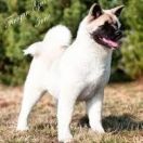 Ch. Finigan Gra-Bla Irrie