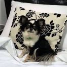 HELENKA Happy Baby (FCI)