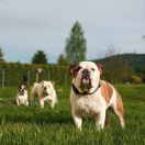 BRESCHKA Mystique Diamond