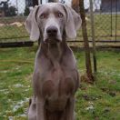 South Dog's Cartel DESIREE