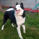 INPORTANT TAUN FOREST