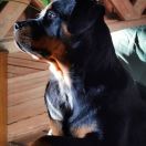 HERA VEL WHYSKI Love Rott Housee FCI