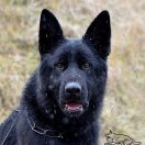 Ch UA Timati Black Star vom Olster Hof