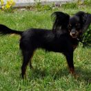 Mibleck (FCI) PESTKA` FULLHOUSE