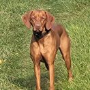 Lusi Myśliwski z Beskidu