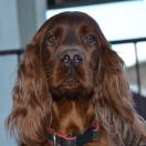  KINGDOM OF LOVE All Irish Gold