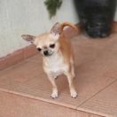 Domi Ventura Thea Kama Begum