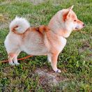 EKATO HARUKA Subarashii (FCI)