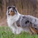 KNOCKIN'ON OWLLAND'S DOOR Lohrien