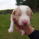 Smile Jodłowy Border