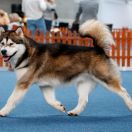 Ironpride's TALOON OF KING 