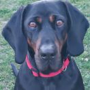 Fizia Kaszubska Wataha