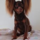 ICE-TEA z Bursztynowej Kolekcji (FCI)