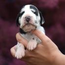 TONY STARK Athel Loren 