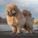 Vadim NGAU DYNASTY MASTIF WAY