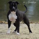 z Grabskiego CHERRY LADY