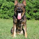 Dodger Gray Fortuna Fortis