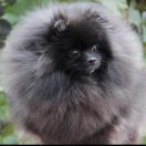 Абсолют велирис галатея