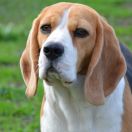 IDEAL BETTY KATTYVAL