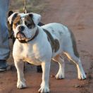 Canaveral Staff FANTAZJA