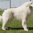 HENRY YAKOGOR POLINI DU VAL DE MONTSERRAT