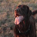 Flatcurls POWER CHOCOLATE