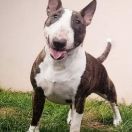 FAMOUS FITBULL CINDERELLA FRIEND OF MINE