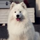 AMAZING GIFT O’MARK Virta Valo