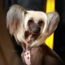 BESI A Primo ad Primos FCI