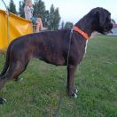 BACARDI Dela Kapturos(FCI)