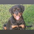 The dark side of the Moon di casa Glaunic