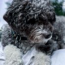 HANNELE Canis Marinus FCI