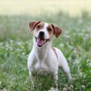 ZHASMIN HEAVENLY BLESSING