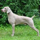 Caramel Love de Donawitz